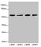 Kynureninase antibody, LS-C675974, Lifespan Biosciences, Western Blot image 