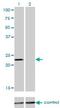 Density Regulated Re-Initiation And Release Factor antibody, H00008562-M01, Novus Biologicals, Western Blot image 