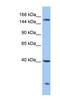 Carboxypeptidase D antibody, NBP1-91447, Novus Biologicals, Western Blot image 