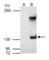 Period Circadian Regulator 1 antibody, GTX128974, GeneTex, Immunoprecipitation image 