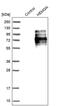 Hemogen antibody, PA5-54036, Invitrogen Antibodies, Western Blot image 