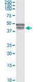 BCL2 Interacting Protein Like antibody, MA5-24526, Invitrogen Antibodies, Western Blot image 