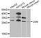 Oncostatin M antibody, STJ27935, St John