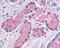 G Protein-Coupled Receptor 87 antibody, NLS1585, Novus Biologicals, Immunohistochemistry paraffin image 