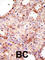 ADP Ribosylation Factor GTPase Activating Protein 1 antibody, abx031576, Abbexa, Western Blot image 