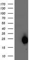 ARLTS1 antibody, TA503905, Origene, Western Blot image 