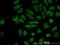 CASP8 And FADD Like Apoptosis Regulator antibody, orb94908, Biorbyt, Immunofluorescence image 