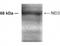 Nei Like DNA Glycosylase 3 antibody, NB100-441, Novus Biologicals, Western Blot image 