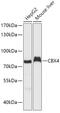 Chromobox 4 antibody, 22-061, ProSci, Western Blot image 