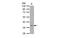 Thymidylate Synthetase antibody, MBS835214, MyBioSource, Western Blot image 