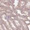 TMEM151B antibody, PA5-63077, Invitrogen Antibodies, Immunohistochemistry paraffin image 