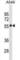 Scavenger Receptor Class B Member 1 antibody, abx031121, Abbexa, Western Blot image 