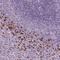 IL-4 antibody, HPA072995, Atlas Antibodies, Immunohistochemistry frozen image 