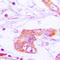 Apolipoprotein E antibody, LS-C351846, Lifespan Biosciences, Immunohistochemistry frozen image 