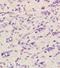 Cholinergic Receptor Nicotinic Alpha 4 Subunit antibody, orb11095, Biorbyt, Immunohistochemistry paraffin image 