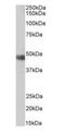 Origin recognition complex subunit 4 antibody, orb18312, Biorbyt, Western Blot image 