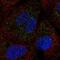 Solute Carrier Family 25 Member 17 antibody, NBP2-56442, Novus Biologicals, Immunofluorescence image 