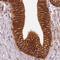 Catenin Alpha 1 antibody, NBP2-33456, Novus Biologicals, Immunohistochemistry frozen image 
