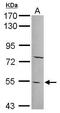 Pyridine Nucleotide-Disulphide Oxidoreductase Domain 2 antibody, PA5-31726, Invitrogen Antibodies, Western Blot image 