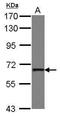 Poly(U) Binding Splicing Factor 60 antibody, PA5-27605, Invitrogen Antibodies, Western Blot image 