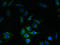 KIAA0319 Like antibody, LS-C378113, Lifespan Biosciences, Immunofluorescence image 