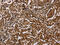Mitochondrial Fission Factor antibody, CSB-PA064639, Cusabio, Immunohistochemistry frozen image 