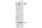 c-met antibody, 8198P, Cell Signaling Technology, Western Blot image 