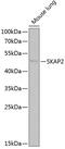 Src Kinase Associated Phosphoprotein 2 antibody, 22-220, ProSci, Western Blot image 