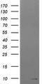 Reactive Oxygen Species Modulator 1 antibody, TA505583BM, Origene, Western Blot image 