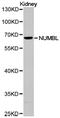 Numb-like protein antibody, LS-C192948, Lifespan Biosciences, Western Blot image 