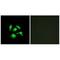 TSC22 Domain Family Member 1 antibody, A06397, Boster Biological Technology, Immunohistochemistry paraffin image 