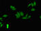 COP9 Signalosome Subunit 7B antibody, CSB-PA872526LA01HU, Cusabio, Immunofluorescence image 