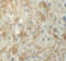 Zinc Finger Protein 219 antibody, 6231, ProSci, Immunohistochemistry paraffin image 