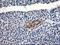 TBC1 Domain Family Member 21 antibody, LS-C173395, Lifespan Biosciences, Immunohistochemistry paraffin image 
