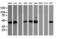 Tripartite Motif Containing 38 antibody, M10133, Boster Biological Technology, Western Blot image 