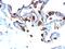 Keratin 8 antibody, GTX34671, GeneTex, Immunohistochemistry paraffin image 