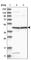 Nucleoporin 43 antibody, HPA028500, Atlas Antibodies, Western Blot image 