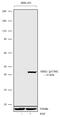 Mitogen-Activated Protein Kinase Kinase 1 antibody, 711612, Invitrogen Antibodies, Western Blot image 