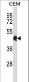 CAMP Responsive Element Binding Protein 5 antibody, LS-C167028, Lifespan Biosciences, Western Blot image 