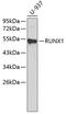 Aml1 antibody, 13-163, ProSci, Western Blot image 