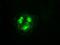 Cyclin Dependent Kinase 5 antibody, NBP1-47692, Novus Biologicals, Immunofluorescence image 