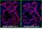 IgG Fab'2 antibody, A120-212D4, Bethyl Labs, Immunofluorescence image 