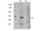 FKBP Prolyl Isomerase 8 antibody, A03722, Boster Biological Technology, Western Blot image 