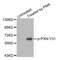 Paxillin antibody, abx000258, Abbexa, Western Blot image 