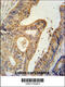 BTG Anti-Proliferation Factor 1 antibody, 61-795, ProSci, Immunohistochemistry paraffin image 