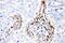 Caveolin 1 antibody, PB9165, Boster Biological Technology, Immunohistochemistry paraffin image 