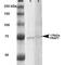 Putative endoplasmin-like protein antibody, LS-C774219, Lifespan Biosciences, Western Blot image 