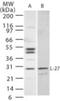 Interleukin 27 antibody, GTX77915, GeneTex, Western Blot image 