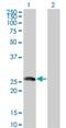 BTG Anti-Proliferation Factor 4 antibody, H00054766-M07, Novus Biologicals, Western Blot image 