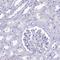 Glyceraldehyde-3-Phosphate Dehydrogenase, Spermatogenic antibody, PA5-60070, Invitrogen Antibodies, Immunohistochemistry frozen image 